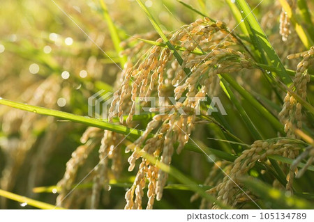 稻穗（長野縣茅野市） 105134789