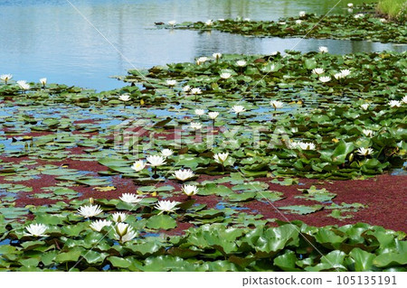 白睡蓮盛開的景色(水鄉佐原荻梅公園) 白睡蓮盛開的景色(水鄉佐原荻梅公園) 105135191