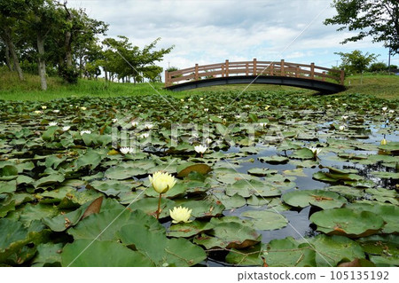 黃色睡蓮盛開的景色（水鄉佐原菖蒲公園） 105135192
