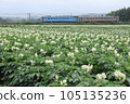 這是JR北海道仙謀線的Kiha 54在盛開的馬鈴薯田中行駛的照片。 105135236