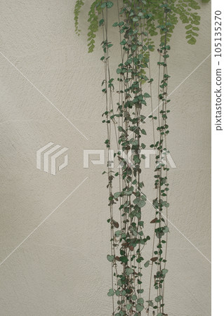 Heart Kazura Heart Kazura 105135270