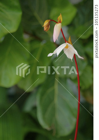 helianphora nutans 105135273