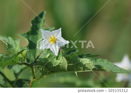 white flower of warunasubi white flower of warunasubi 105135312