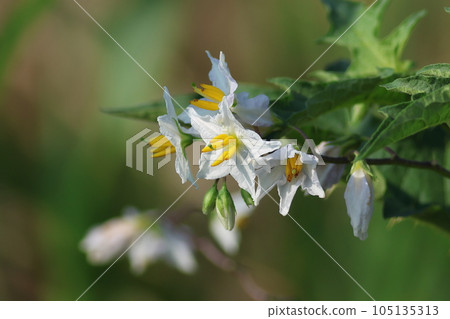white flower of warunasubi white flower of warunasubi 105135313