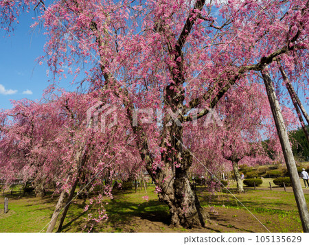 Powerful cherry blossoms in full bloom Powerful cherry blossoms in full bloom 105135629