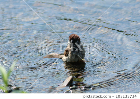 A sparrow taking a bath, its feathers are strangely gathered 105135734