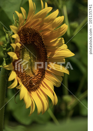 向日葵田裡黃花與向日葵蜜蜂的特寫照片 105135741