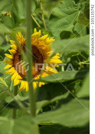 Sunflower blooming towards the sun Sunflower blooming towards the sun 105135742