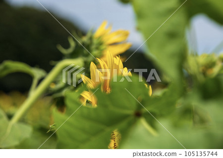  說到夏天的花朵，黃色的向日葵 105135744