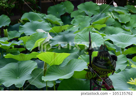 正成園蓮花與鎧甲武士 105135762