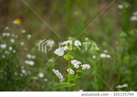 Cabbage white butterfly perched on a buckwheat flower 2 Cabbage white butterfly perched on a buckwheat flower 2 105135794