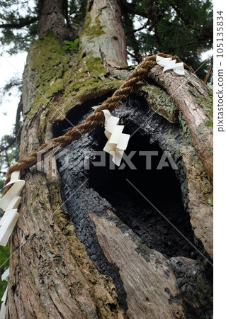 The big tree at the shrine is a sacred tree with a big hole in it. 105135834
