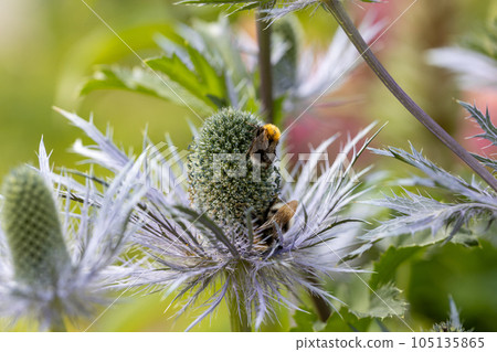 Eryngium alpinum 'Blue Star' also known as Blue Sea Holly 105135865