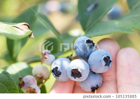 Pick lots of ripe blueberries 105135885