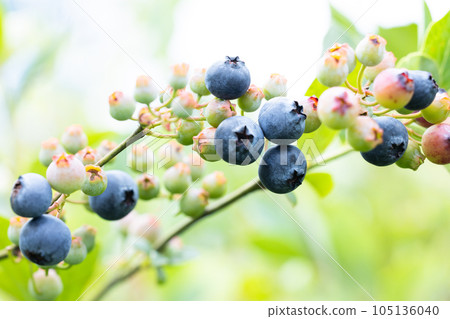 Ripe blueberries 105136040