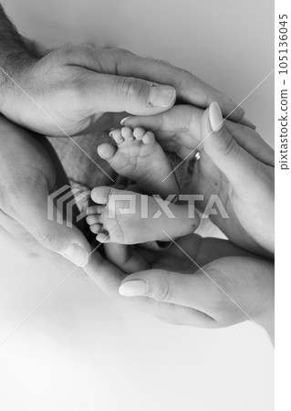 The palms of the father, the mother are holding the foot of the newborn baby on white background. Feet of the newborn on the palms of the parents. Photography of a child's toes, heels and feet. 105136045