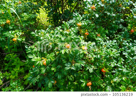 Hermanus fruit (Rose family Rosaceae) Hermanus fruit (Rose family Rosaceae) 105136219