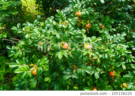 Hermanus fruit (Rose family Rosaceae) Hermanus fruit (Rose family Rosaceae) 105136220