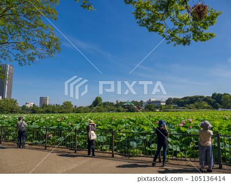 Sunny summer morning People taking pictures at the lotus pond [Ueno Park Shinobazu Pond] 105136414
