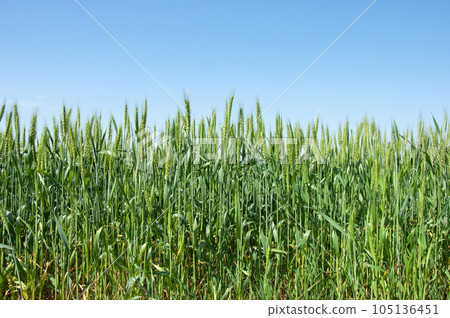Green field of wheat 105136451