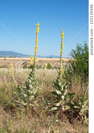 Wild flowers in the country Wild flowers in the country 105136486