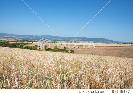 Fields of ripe wheat Fields of ripe wheat 105136487