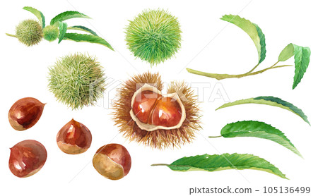 秋天的味道。年輕栗枝和成熟栗子的水彩插圖。 (元素集) 秋天的味道。年輕栗枝和成熟栗子的水彩插圖。 (元素集) 105136499