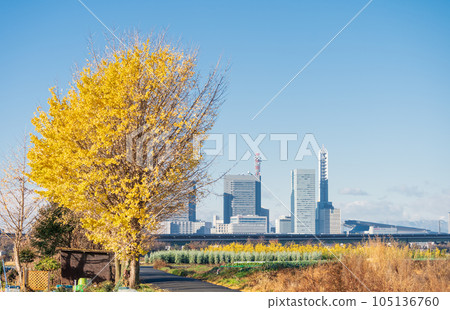 "Saitama Prefecture" Autumn scenery of Minuma rice field with blue sky "Saitama Prefecture" Autumn scenery of Minuma rice field with blue sky 105136760
