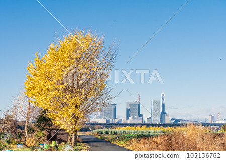 《埼玉縣》藍天見沼稻田的秋景 《埼玉縣》藍天見沼稻田的秋景 105136762