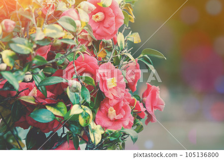 Victoria Vitkovska; vvvita; 105136800