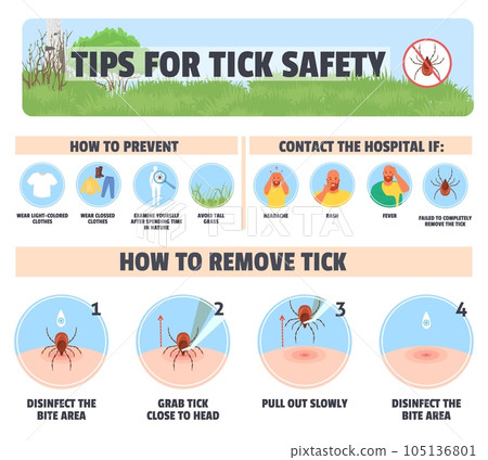 Tips for tick safety vector infographic design 105136801