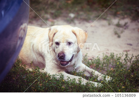 Labrador retriever dog lies in the yard in summer Labrador retriever dog lies in the yard in summer 105136809