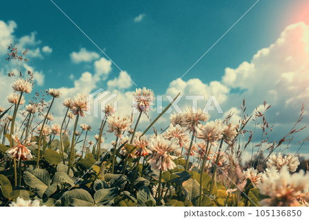 Flowering clover against the sky in summer. Vintage color 105136850