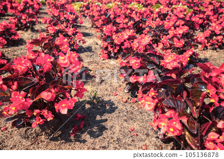 Plantation of red begonia flowers. Nature flower background Plantation of red begonia flowers. Nature flower background 105136878