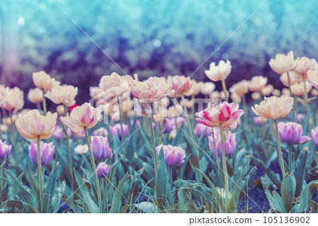 Tulips flowers field in spring. Colorful blooming tulips. Floral nature background 105136902