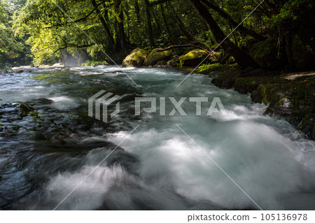 Beautiful scenery of Kikuchi Gorge when it was fresh green 105136978