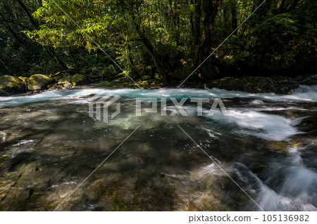 Beautiful scenery of Kikuchi Gorge when it was fresh green Beautiful scenery of Kikuchi Gorge when it was fresh green 105136982