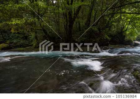 Beautiful scenery of Kikuchi Gorge when it was fresh green 105136984