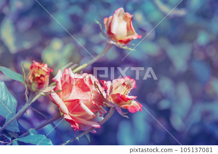 Vintage blooming rose flowers in the garden. Nature background 105137081