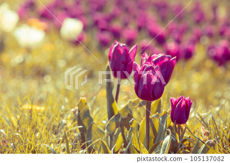Tulips blooming in the garden. Selective focus. Spring nature 105137082