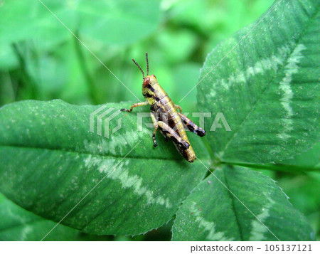 A larva of a brown locust standing on a clover A larva of a brown locust standing on a clover 105137121