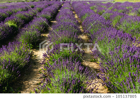Lavender Field in the summer. Aromatherapy. Nature Cosmetics concept Lavender Field in the summer. Aromatherapy. Nature Cosmetics concept 105137805