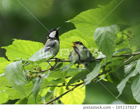 Parent and child Parent and child 105137827