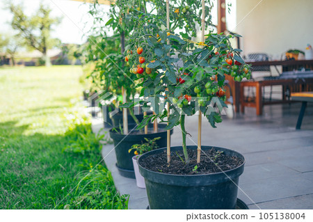 Beautiful red ripe cherry tomatoes grown in a greenhouse. Fresh bunch of red natural tomatoes on a branch in organic vegetable garden. High quality photo 105138004