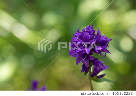 Clustered bellflower plant in bloom in on a blur bokeh green background, Campanula glomerata, selective focus. Clustered bellflower plant in bloom in on a blur bokeh green background, Campanula glomerata, selective focus. 105138228