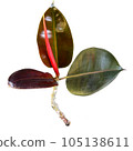 Ficus elastica or rubber plant isolated on white background with clipping path 105138611