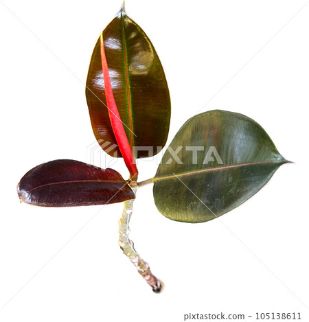 Ficus elastica or rubber plant isolated on white background with clipping path Ficus elastica or rubber plant isolated on white background with clipping path 105138611