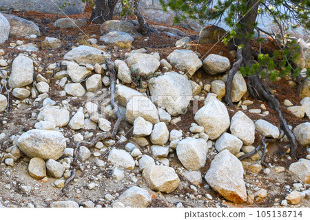 The roots of the tree stick out of the earth and stones. The roots of the tree stick out of the earth and stones. 105138714