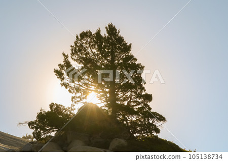 The bright sun shines through the tree. Sunrise. 105138734