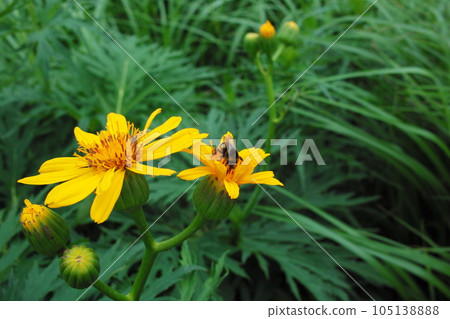 Handwort and bees 105138888